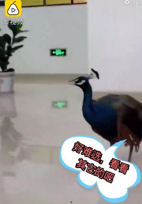 孔雀 视频在线观看,在线欣赏孔雀之美